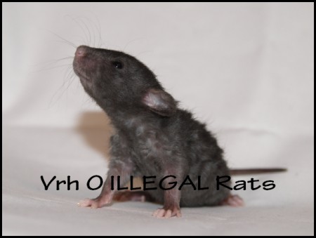 Ollie ILLEGAL Rats (013)